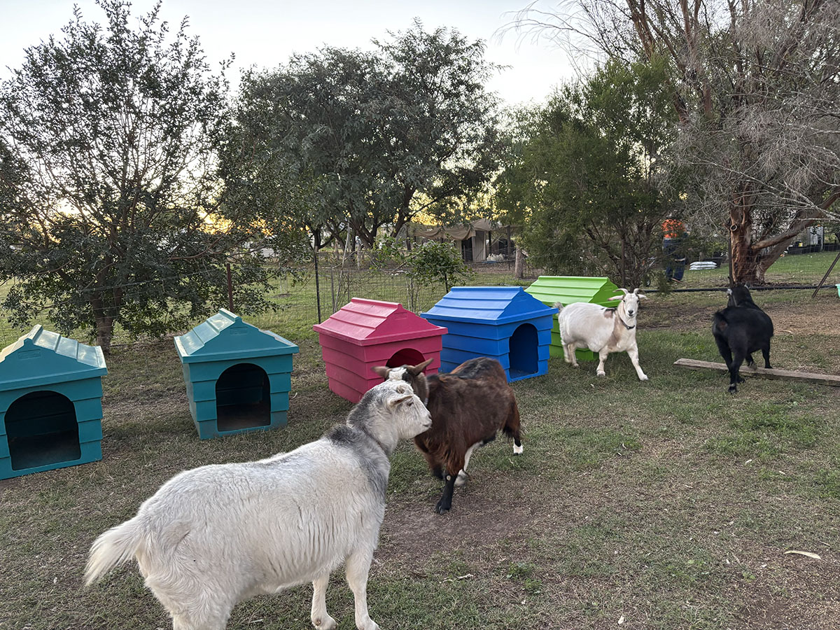 dog kennels surrounded by goats