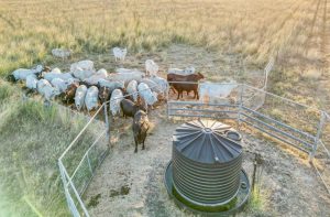 Cup and Saucer tanks surrounded by livestock