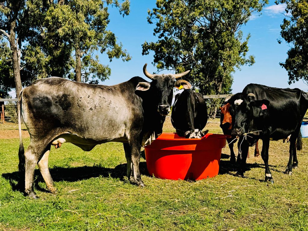 Trough used by livestock